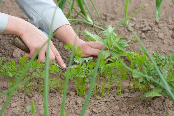 Pulling the weeds — Stock Photo, Image