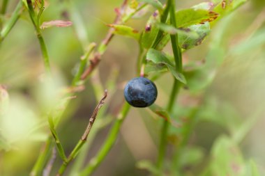 bir ormandaki blueberrie
