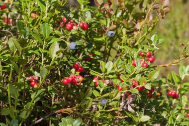 yabani lingonberries ve bilberry