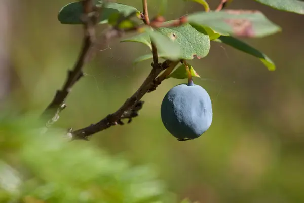 Blueberrie em uma floresta — Fotografia de Stock