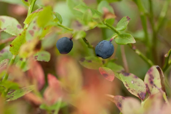 在森林里的蓝莓 — 图库照片