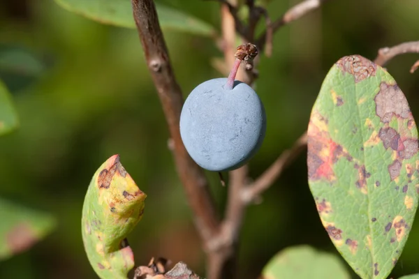 Arándanos en un bosque — Foto de Stock