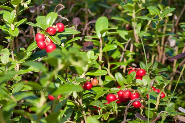 Orman cowberries — Stok fotoğraf