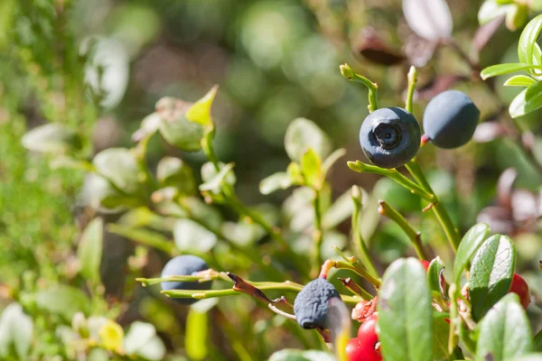 Blaubeeren im Wald — Stockfoto