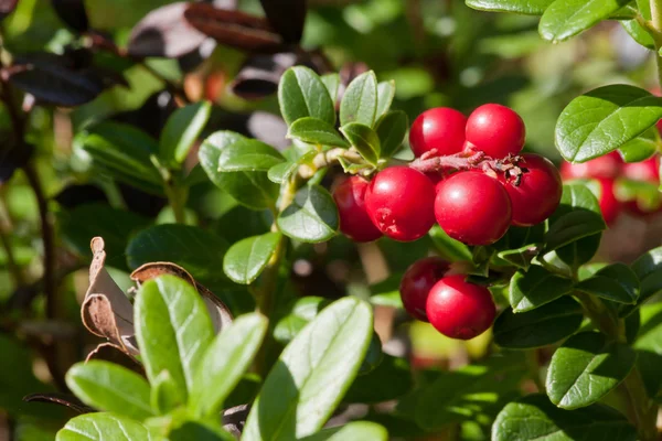 Cowberries na floresta — Fotografia de Stock