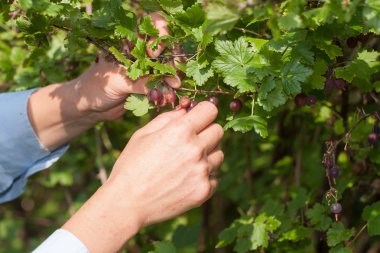 malzeme çekme bektaşi