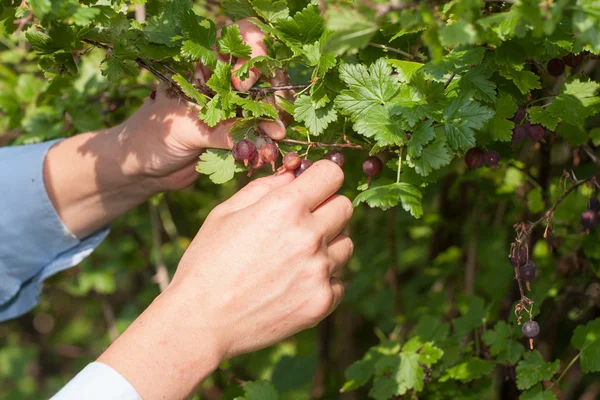 Picking gooseberries — Stock Photo, Image