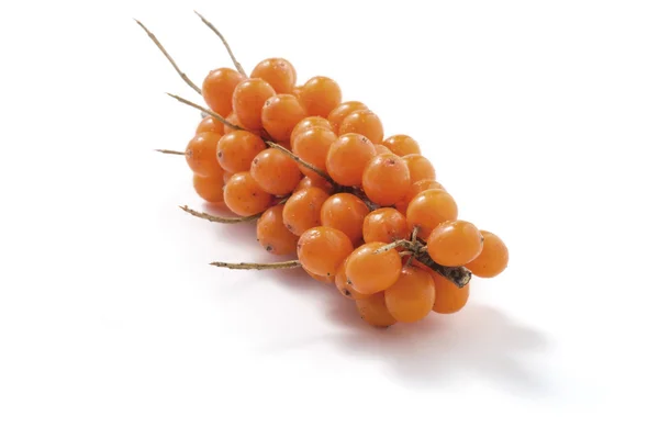 Sea-buckthorn isolated — Stock Photo, Image