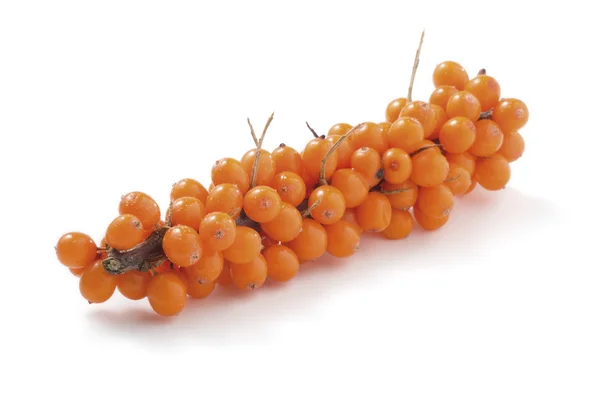 Sea-buckthorn terisolasi — Stok Foto