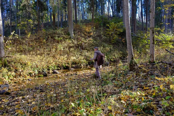 크릭 근처 숲에 산책 — 스톡 사진