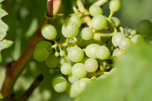 Pęczki młodych winogron — Zdjęcie stockowe