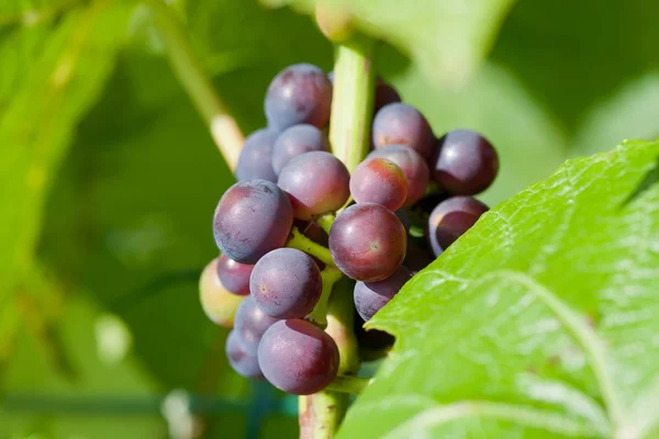 Молодий винограду пучки — стокове фото
