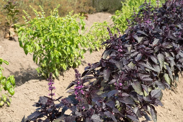 Purple Basil — Stock Photo, Image