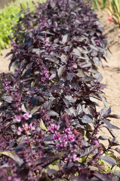 Albahaca morada — Foto de Stock