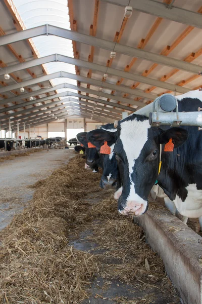 Vacas en un corral — Foto de Stock