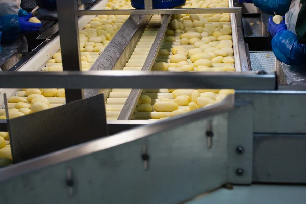 Dopravník zpracování brambor — Stock fotografie