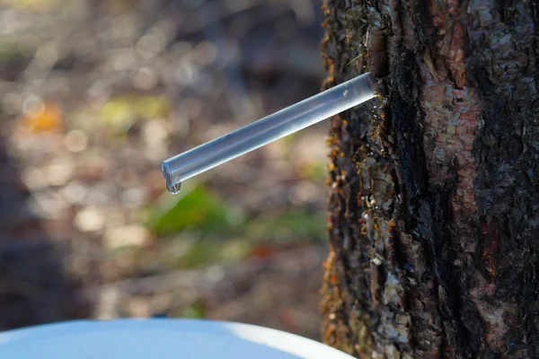 Birch juice — Stock Photo, Image