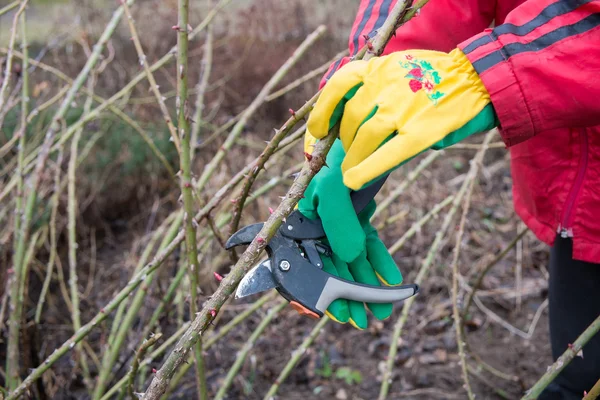 trimming the rose bushes - Stock Image - Everypixel