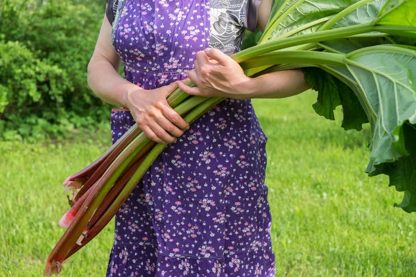 Woman holds rhubarb — Stock Photo, Image