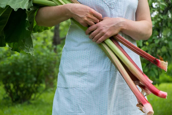 Woman holds rhubarb — Stock Photo, Image