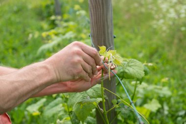 asma dalları bağlama
