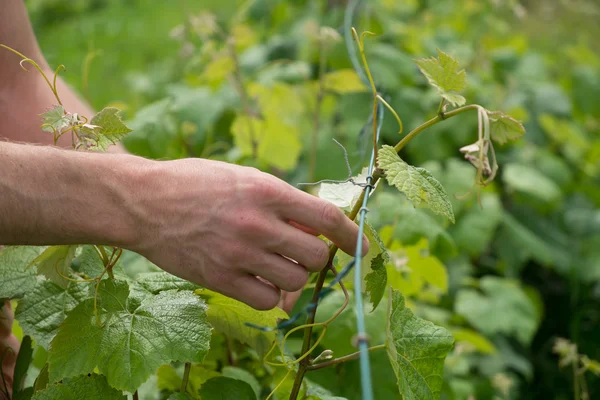 Tying vine branches — Stock Photo, Image