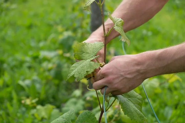 Tying vine branches — Stock Photo, Image