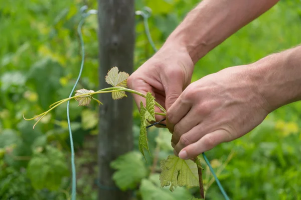 Tying vine branches — Stock Photo, Image