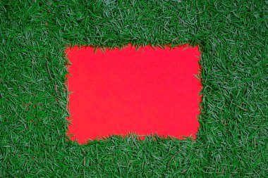 Ladin iğneleri arka planda kırmızı boş alana sahiptir. Üst manzara, düz yatak, yakın çekim..