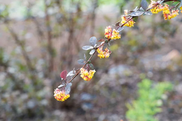 Fleur Épine Vinette Jaune Printemps Avec Fond Flou Profondeur Champ — Photo