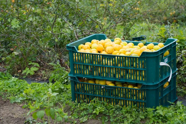 Marmelos Recém Colhidos Uma Caixa Grama Jardim Cydonia Oblonga — Fotografia de Stock