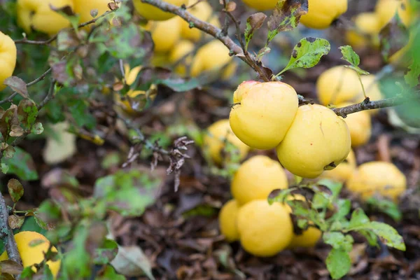 정원에 가지에 침엽수 Cydonia 의익은 노란색 과일의 노폭가 — 스톡 사진