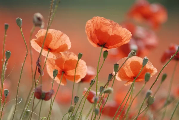 Poppies yakın çekim