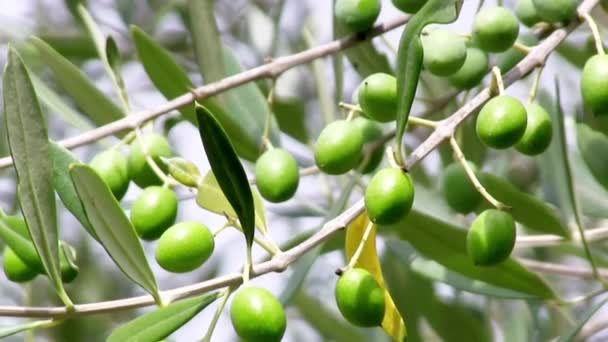 Оливковая роща — стоковое видео