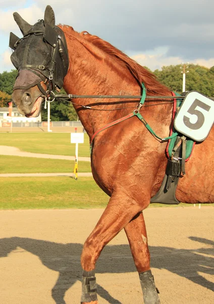 Hipódromo — Fotografia de Stock