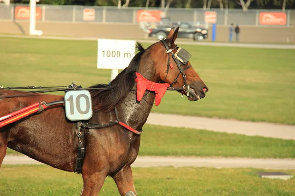 Hippodrome — Stock Fotó