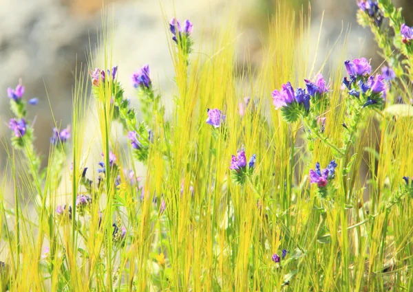 Frühling — Stockfoto