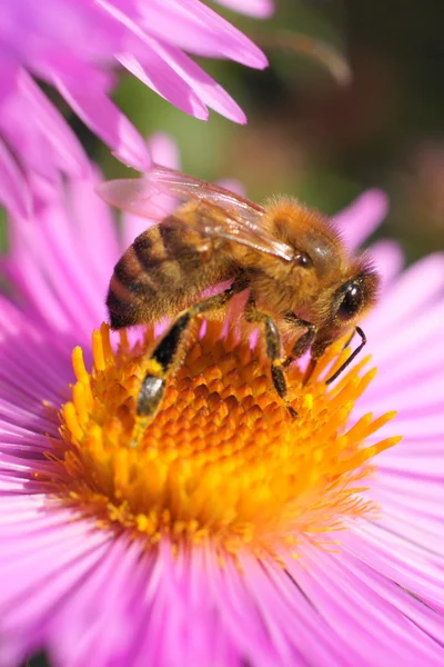 Flor en el jardín — Foto de Stock