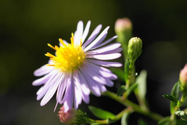 Flor no jardim — Fotografia de Stock