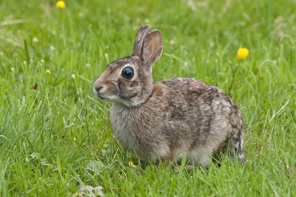 Conejo salvaje — Foto de Stock