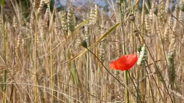 Amapola en campo de trigo — Vídeos de Stock