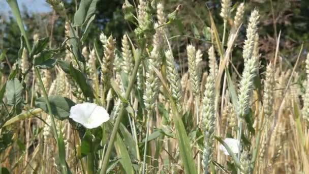 Gloria matutina floreciente (convolvulaceae) en un campo de trigo — Vídeo de stock