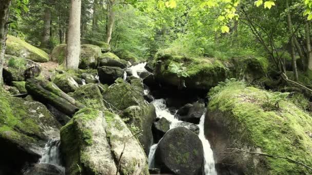 Video de un pequeño arroyo en un bosque — Vídeos de Stock