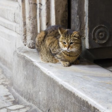 İstanbul kedi