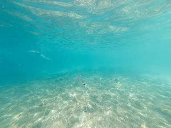 Mediterranean Sea Ground White Sand Turquoise Waters Fishes Menorca — Stock Photo, Image