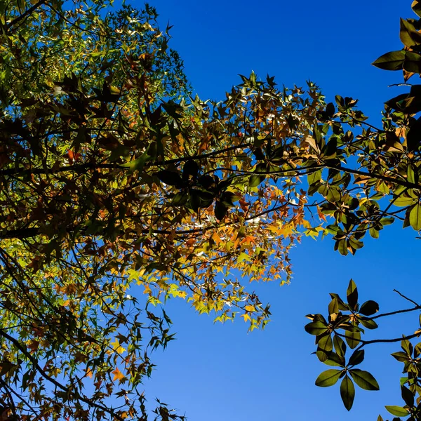 Mavi Güneşli Gökyüzünün Altında Yeşil Sarı Sonbahar Yaprakları — Stok fotoğraf