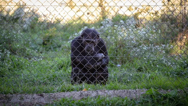 Fekete Csendes Vad Csimpánz Fogságban Egy Fém Kerítés Mögött — Stock Fotó