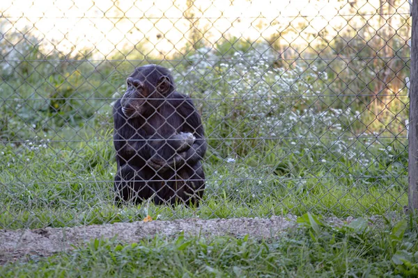 Negro Chimpancé Salvaje Tranquilo Cautiverio Detrás Una Valla Metal — Foto de Stock