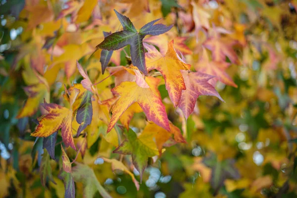 Feuilles Automne Jaunes Rouges Sur Une Branche Arbre — Photo