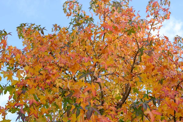 Feuilles Colorées Automne Rouge Orange Sur Arbre — Photo